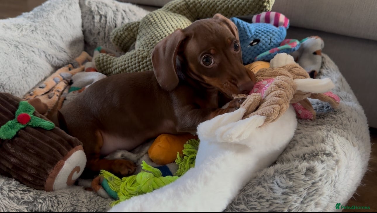 Miniature Dachshund dogs Rehome of Oliver - Advert 3