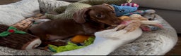Miniature Dachshund dogs for sale: Rehome of Oliver - Advert 1