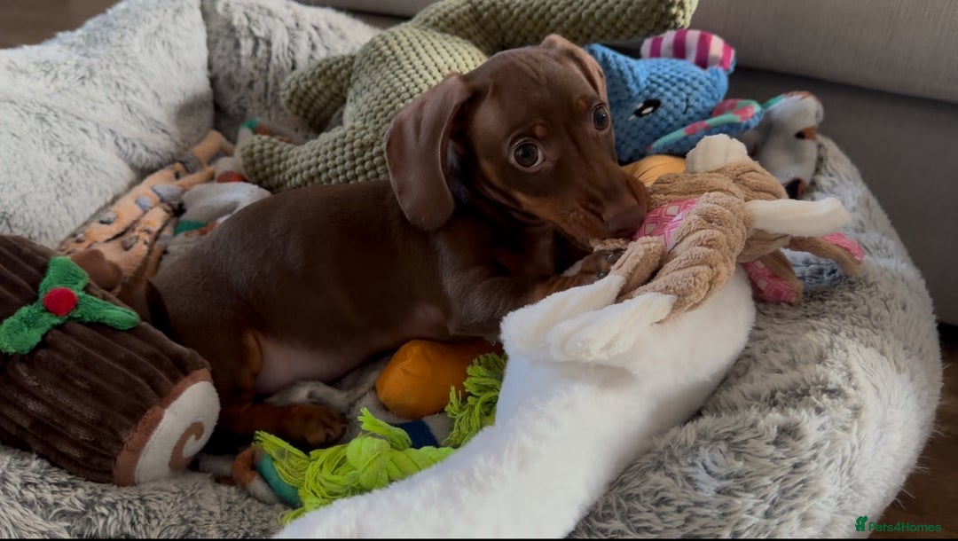 Miniature Dachshund dogs for sale: Rehome of Oliver - Advert 1