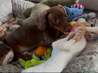 Miniature Dachshund dogs Rehome of Oliver - Advert 3