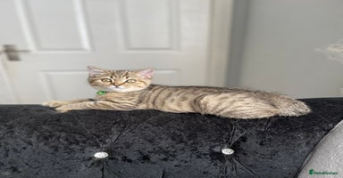 Scottish Fold cats - Advert 2