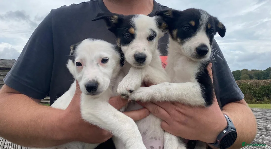 Mixed Breed dogs for sale: 3 Pups  in Brecon - Advert 1