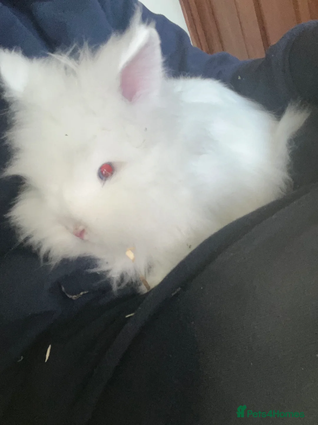 Mixed Breed rabbits for sale: Cute bunnies - Advert 4