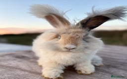 Angora rabbits for sale: Fully Vaccinated Pedigree Angoras Doe Ready Now  - Image 2