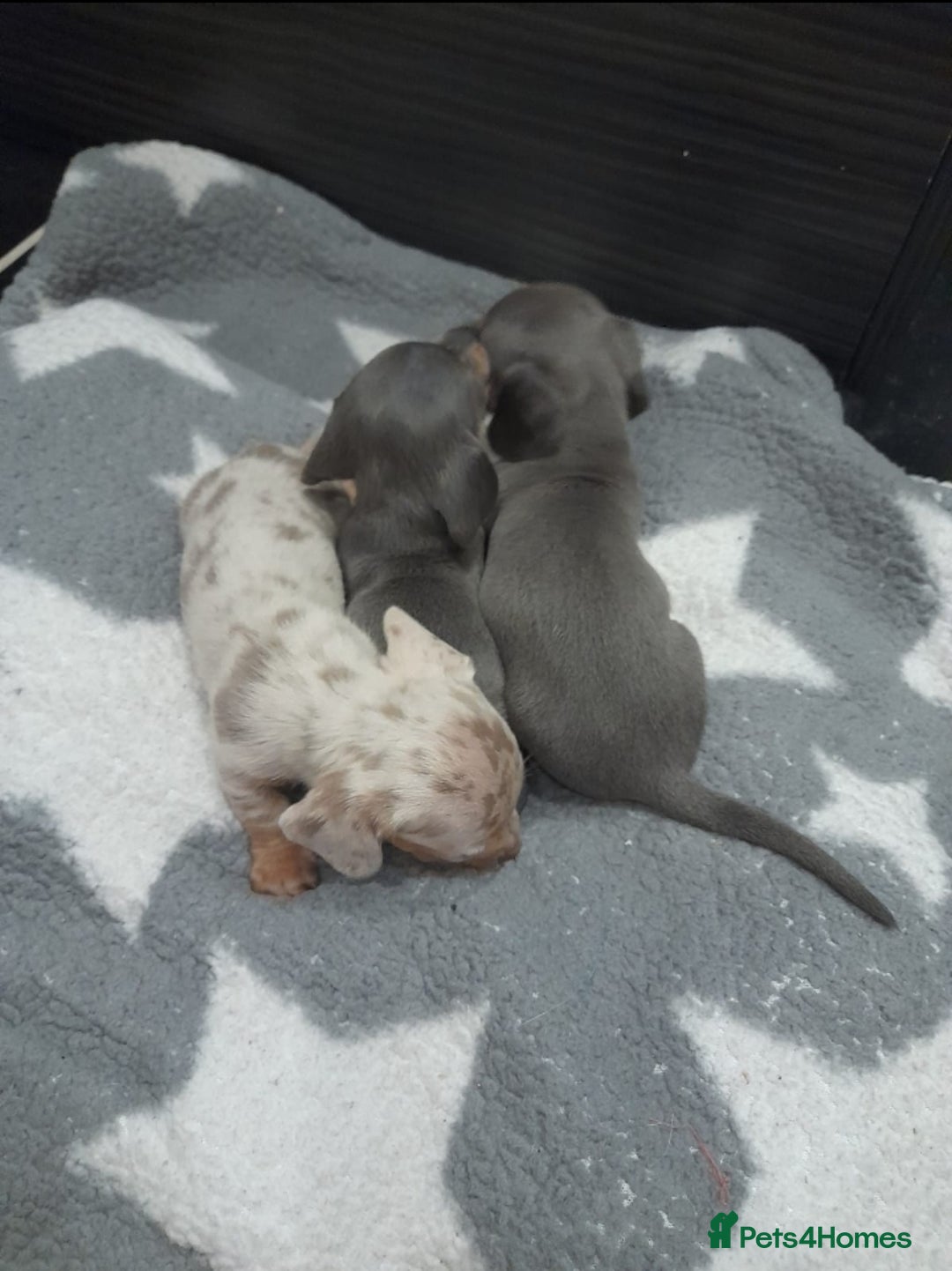 Miniature Dachshund dogs for sale: Miniature dachshund puppies  - Advert 8