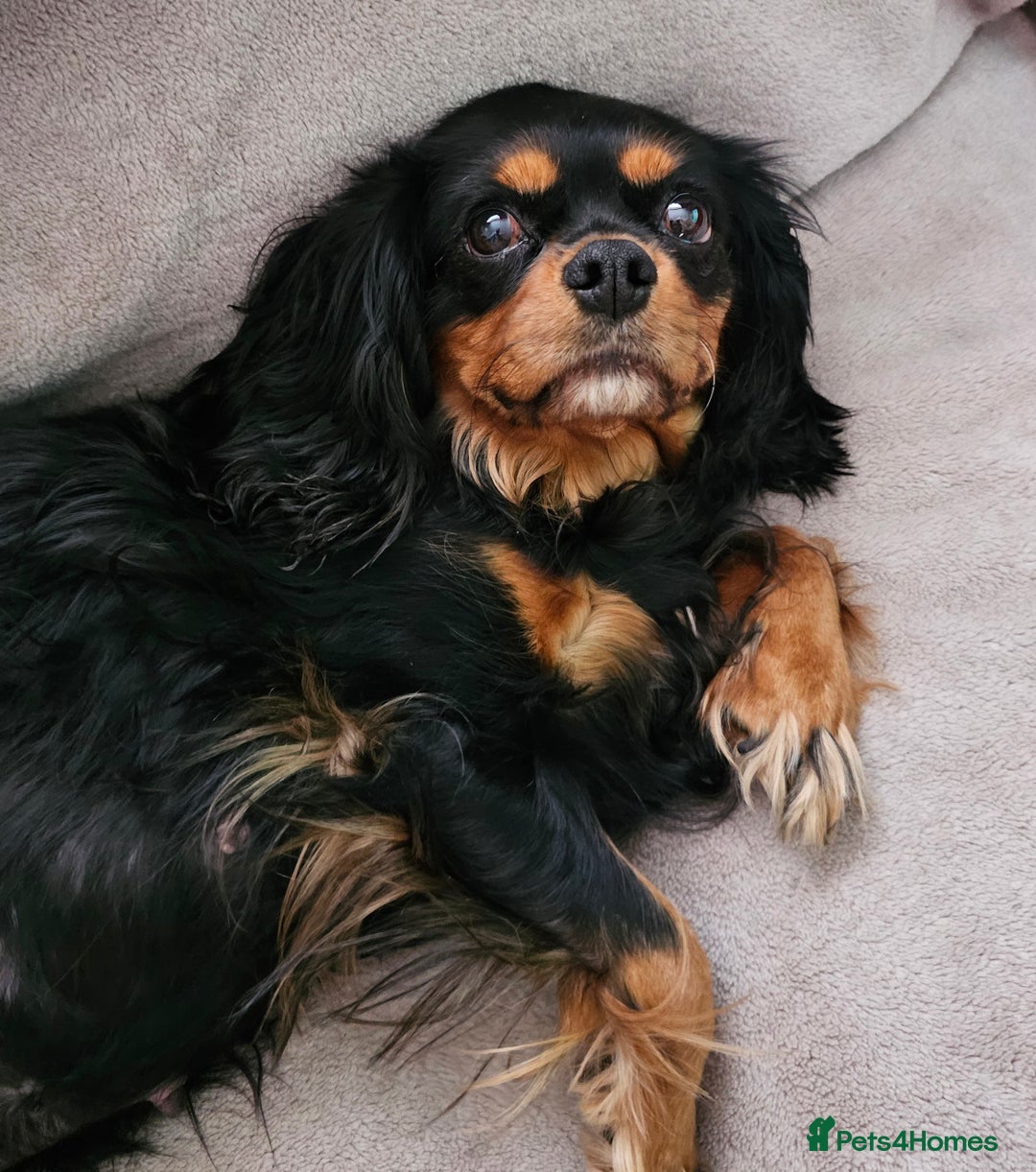 Cavapoo dogs for sale: 🐾 Gorgeous Health Tested F1 Cavapoo Puppies 🐶🐾 - Image 21
