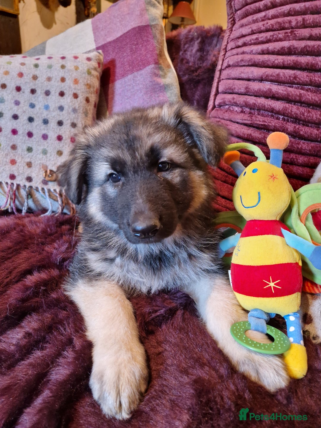 German Shepherd dogs for sale: Lovely long coated German Shepherd Puppies  - Image 5
