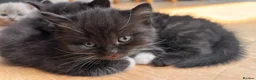 British Shorthair cats for sale: Two male kittens available from a British blue mum - Advert 7