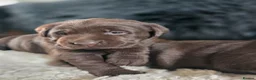 Labrador Retriever dogs for sale: High Quality Chocolate Labrador Puppies - Advert 4