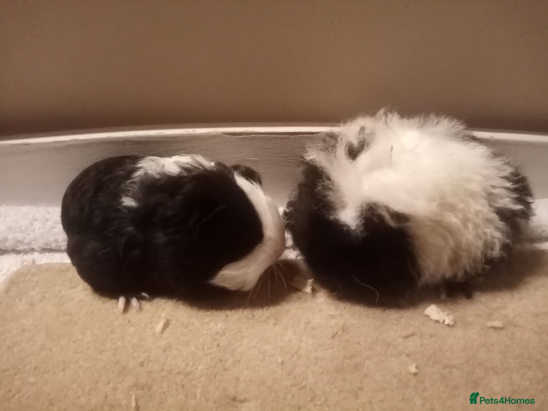 Guinea Pig rodents for sale: Sheltie, coronet, Merino Guinea pigs  - Advert 2