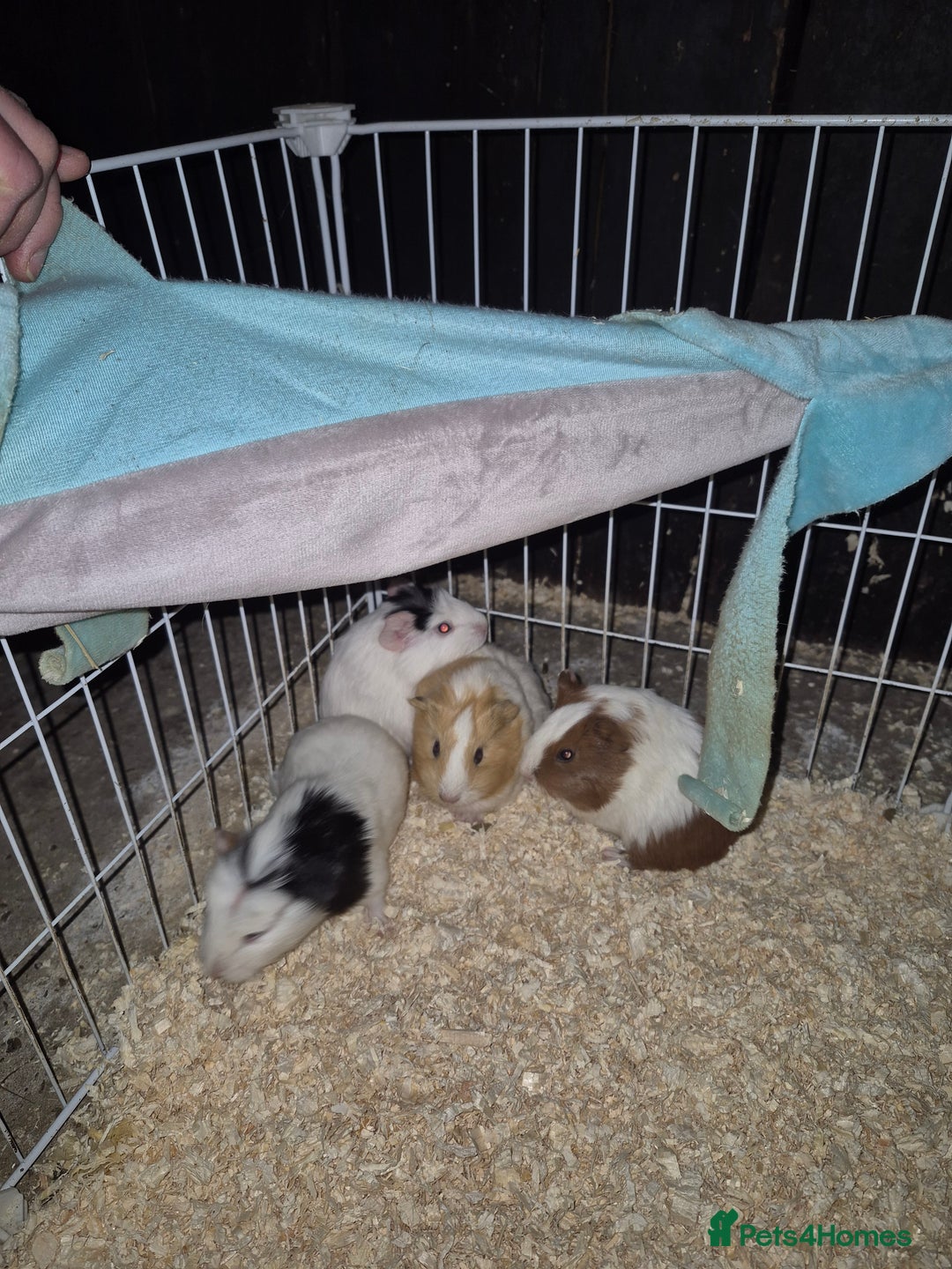 Guinea Pig rodents for sale: Baby guinea pigs - Advert 4