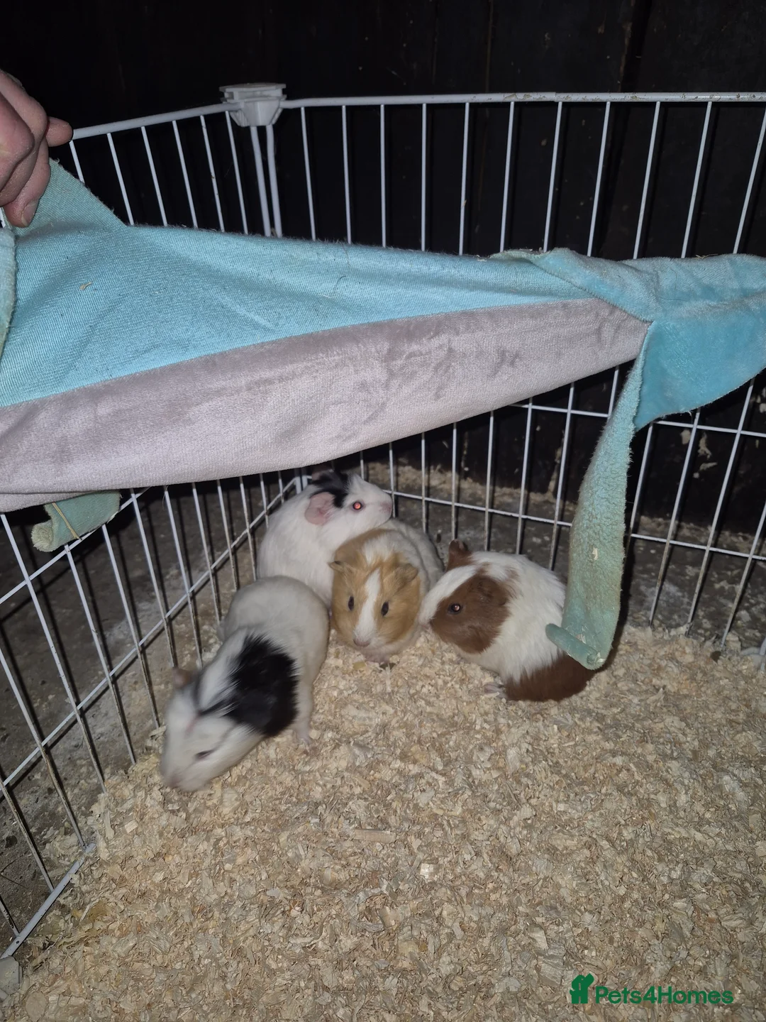Guinea Pig rodents for sale: Baby guinea pigs - Advert 4