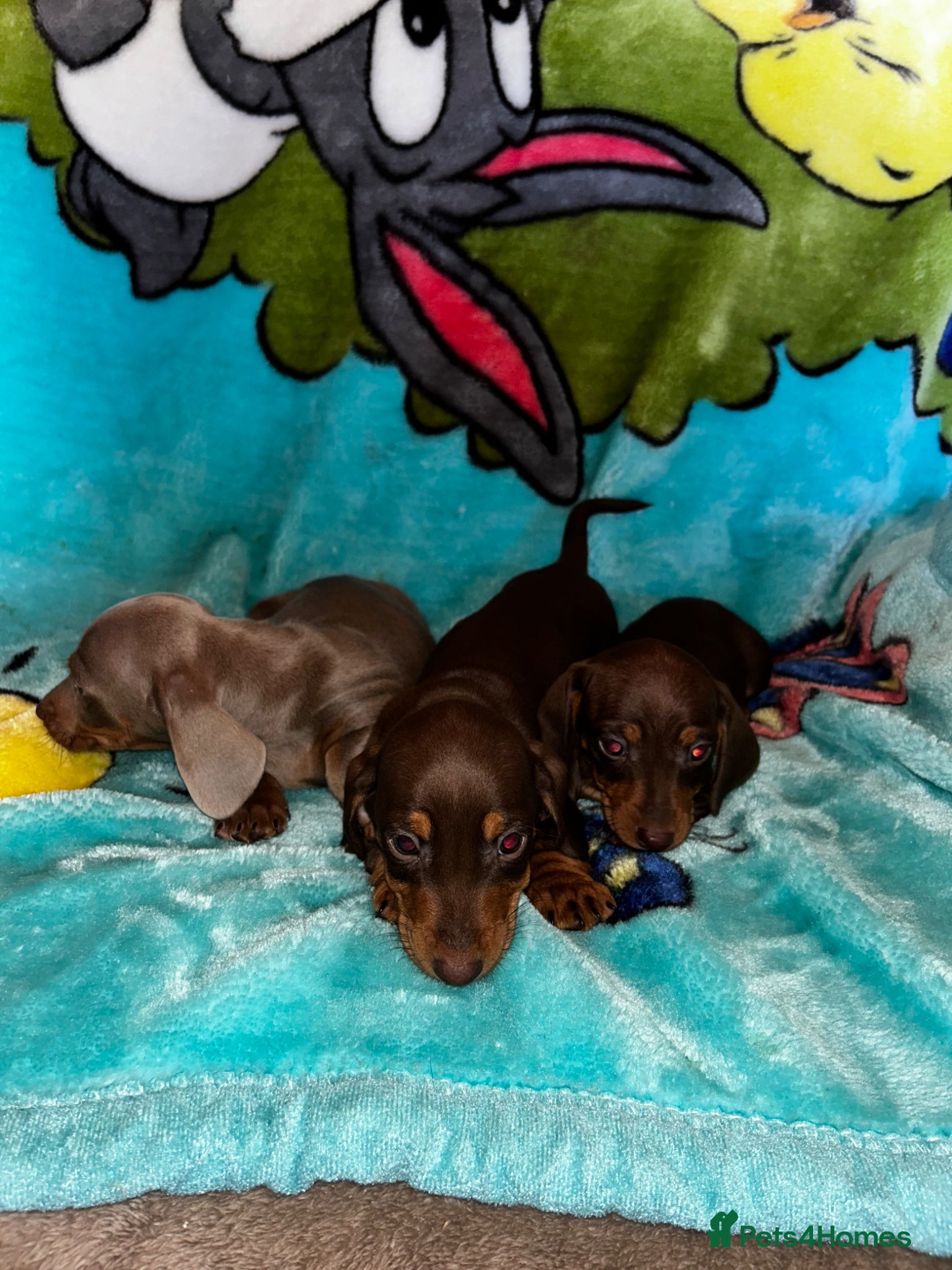 Miniature Dachshund dogs for sale: 3 Miniature dachshund puppies 🐶  - Advert 1