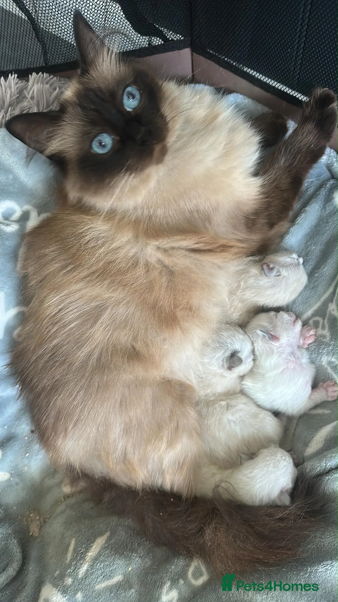 Ragdoll cats for sale: Female ragdoll seal point  - Advert 1