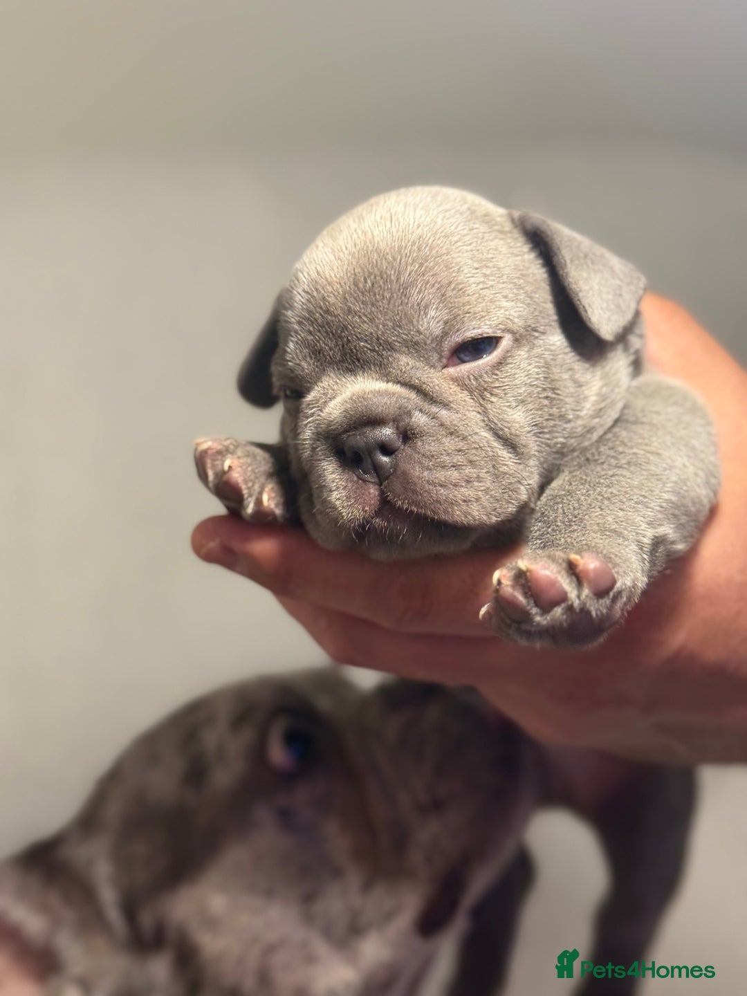 French Bulldog dogs for sale: Boy 1 - Image 9