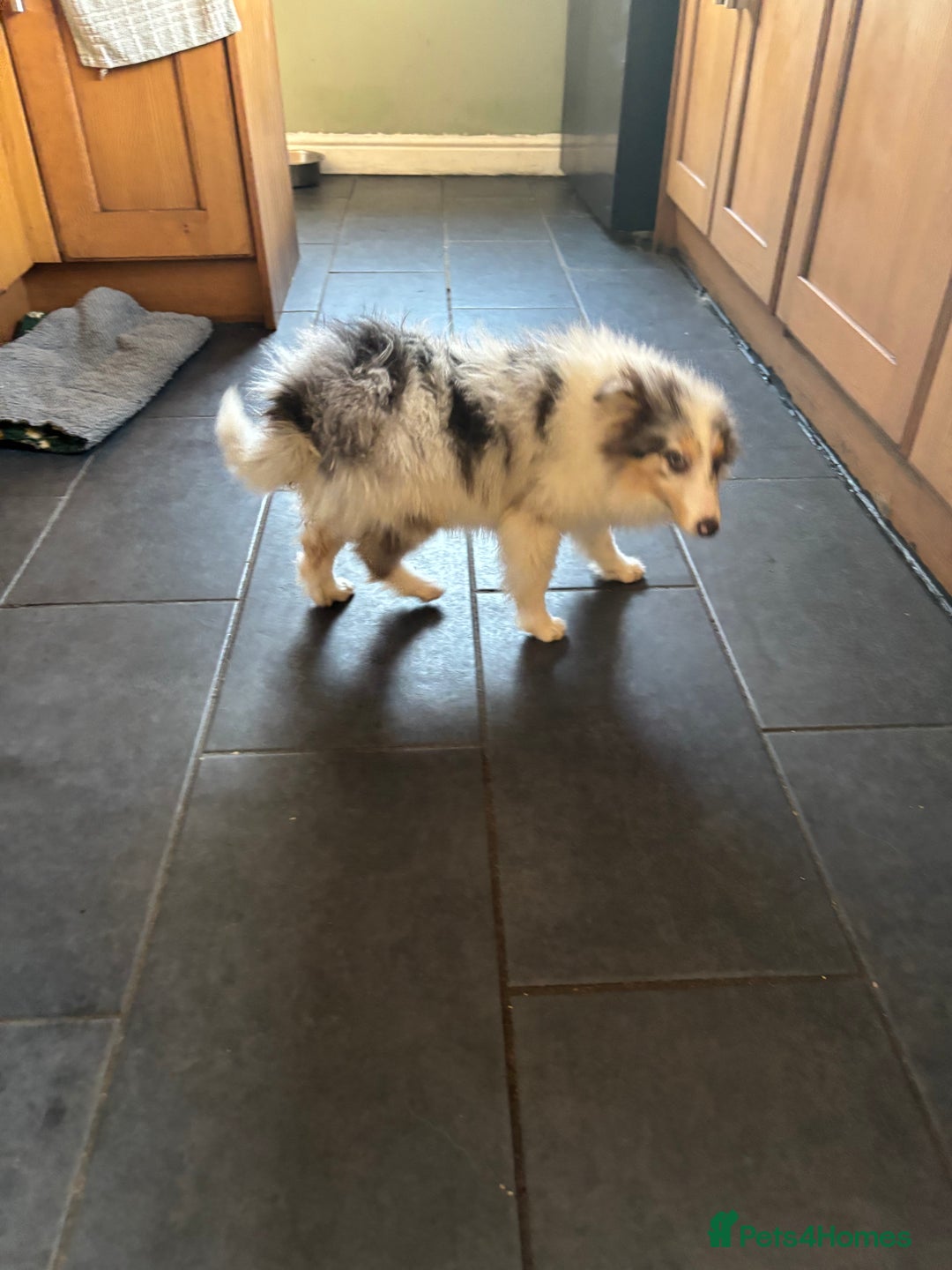 Shetland Sheepdog dogs for sale: Beautiful blue Merle boy puppy  - Advert 6