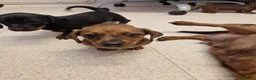 Miniature Dachshund dogs for sale: Miniature chocolate dapple black tan dachshund - Advert 14