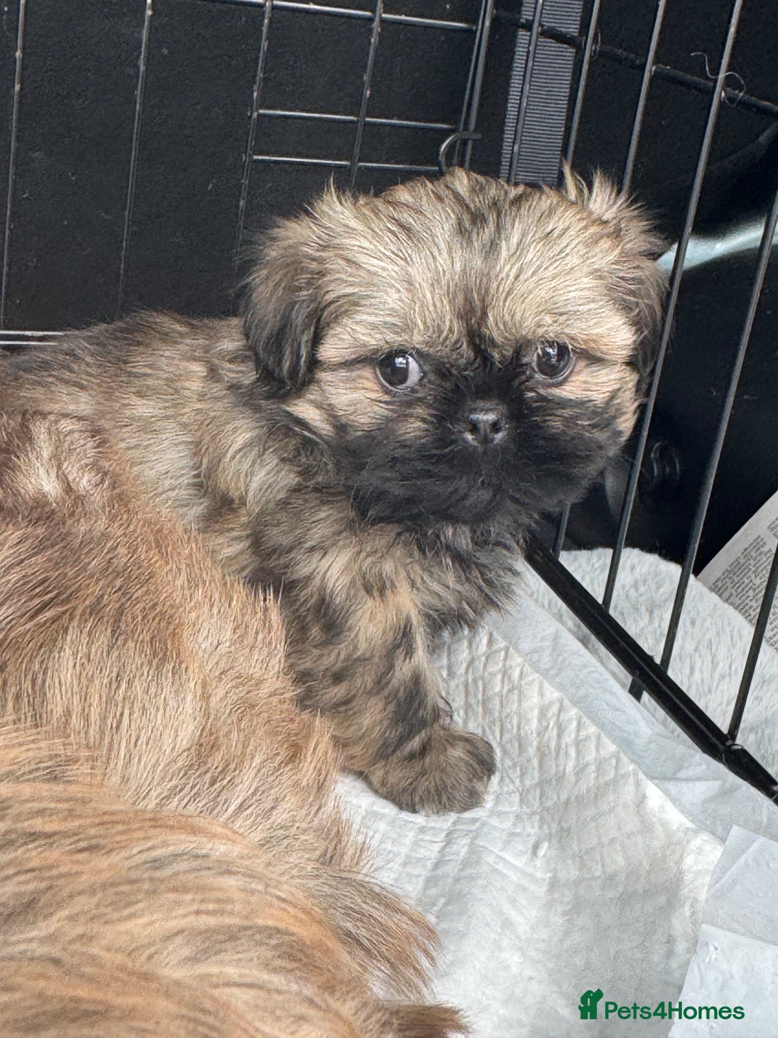 Shih Tzu dogs Shihtzu girl pup - Advert 11