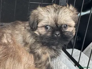 Shih Tzu dogs Shihtzu girl pup - Advert 11