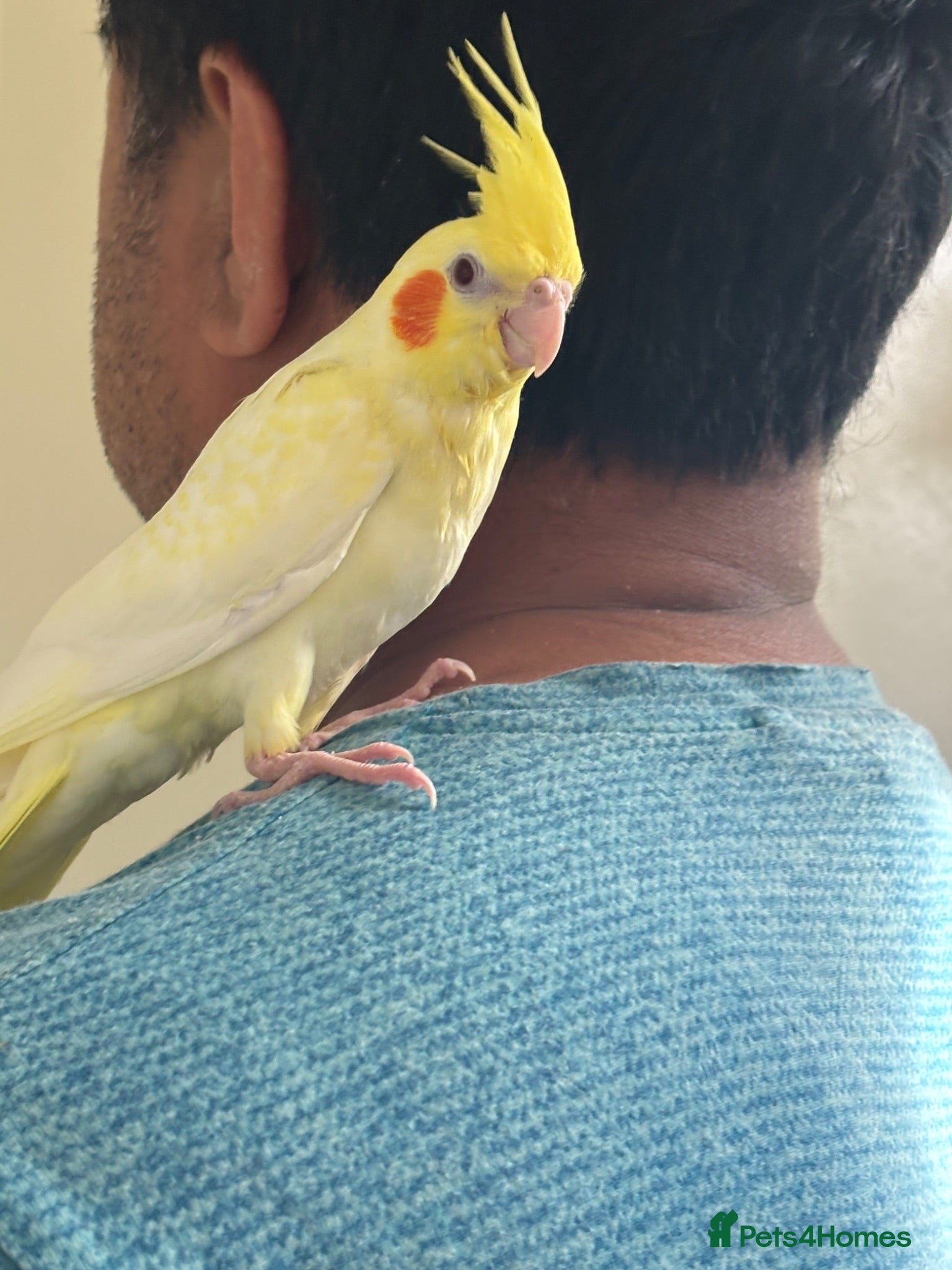 Cockatiels birds Beautiful young  friendly cockatiels  - Advert 2