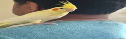 Cockatiels birds for sale: Beautiful young  friendly cockatiels  - Advert 2