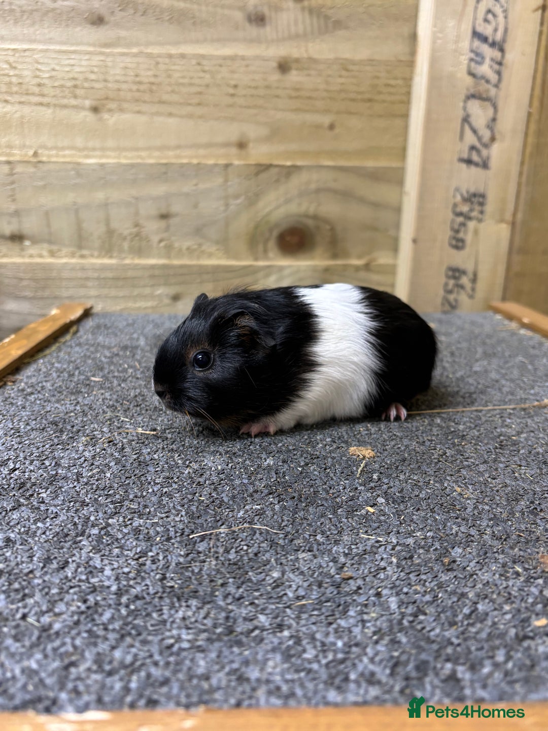 Guinea Pig rodents for sale: Pair of sows or neutered boar and sow - Advert 1