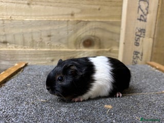 Guinea Pig rodents Pair of sows or neutered boar and sow - Advert 1