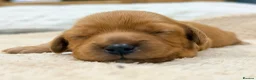 Mixed Breed dogs for sale: 3 Beautiful Cavapoochon Girls in Basildon - Advert 15