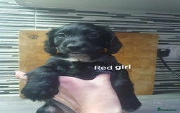 Cocker Spaniel dogs for sale: Cocker spaniel pups for sale! - Image 2