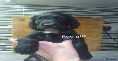 Cocker Spaniel dogs - Advert 4