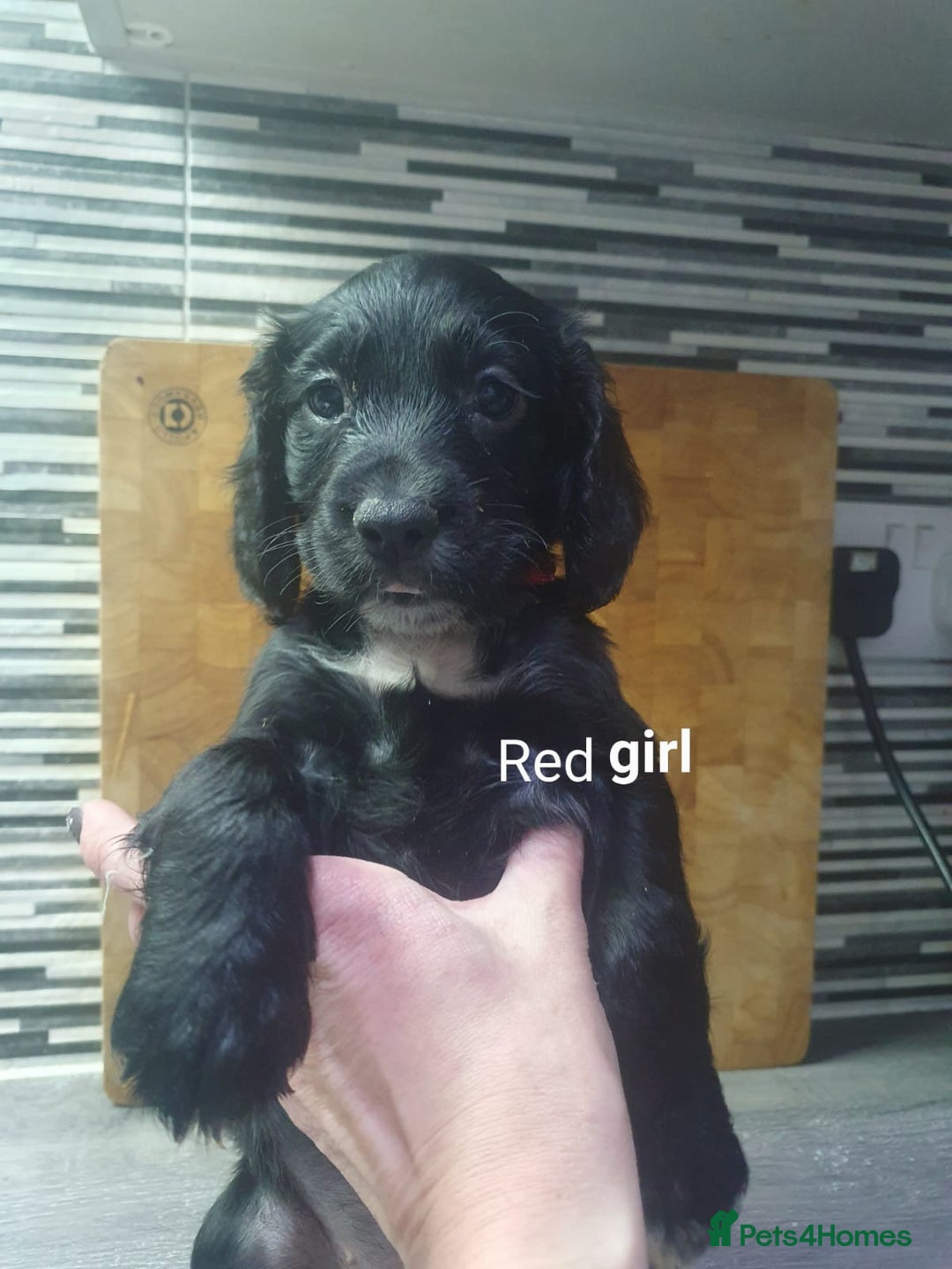 Cocker Spaniel dogs for sale: Cocker spaniel pups for sale! - Image 2