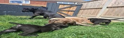 Cane Corso dogs for sale: CANE CORSO PUPPIES - Advert 20