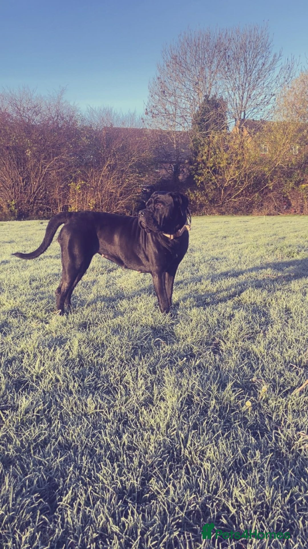 Cane Corso dogs for sale: 10 beautiful girls  - Advert 5