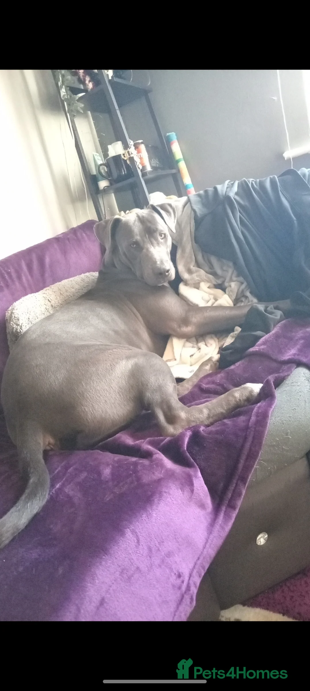 Mixed Breed dogs for sale: Lurcher x American bully  - Advert 6