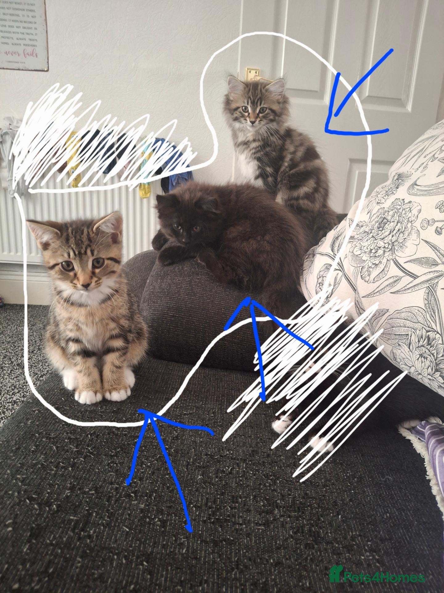 Mixed Breed cats 3 kittens (female) for sale - Advert 1