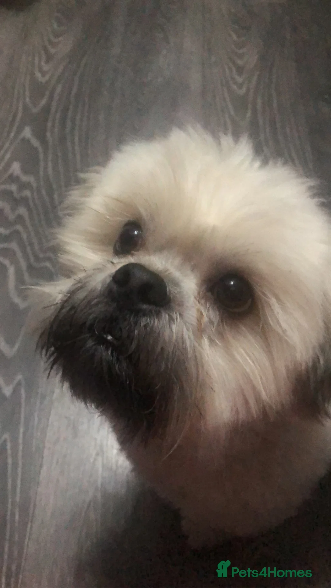 Lhasa Apso dogs for stud: Milo, ready to stud in Alloa - Advert 4