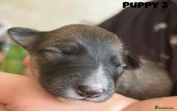 Mixed Breed dogs for sale: Puppies For Sale!  - Image 5