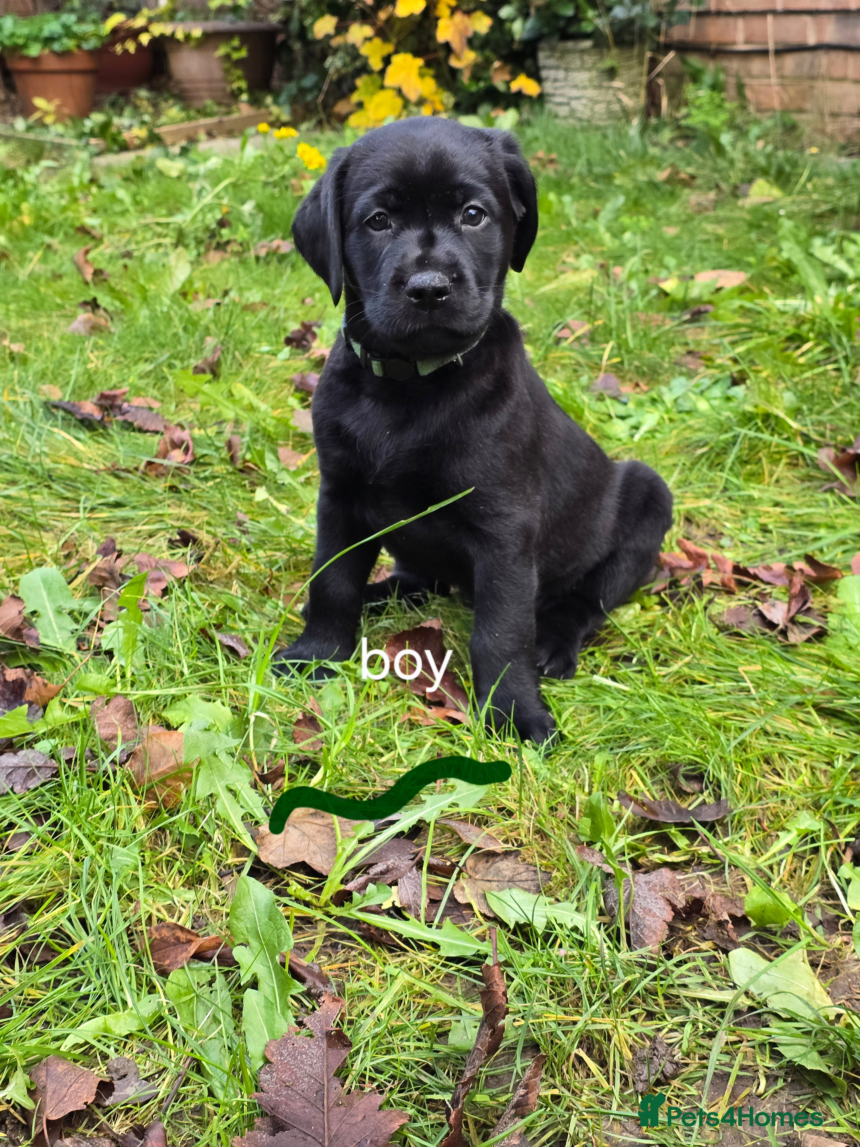 Labrador Retriever dogs Chunky cute  pups for sale,left 3 boys and 1 girl  - Advert 5