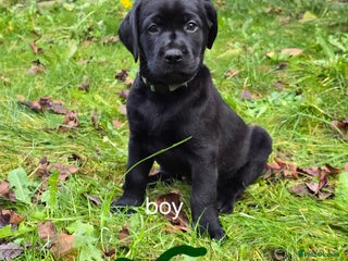 Labrador Retriever dogs Chunky cute pups for sale,left 3 boys and 1 girl - Advert 14