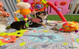 Mixed Breed dogs for sale: F1 Malchi puppys from health tested parents  - Image 16