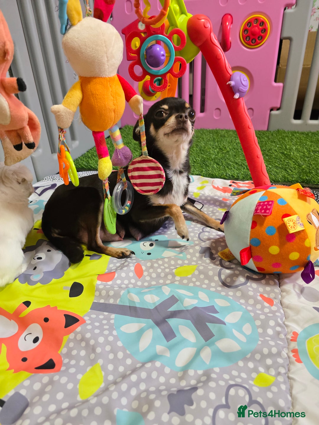 Mixed Breed dogs for sale: F1 Malchi puppys from health tested parents  - Image 16