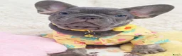 French Bulldog dogs for sale: Beautiful french bulldog  in Derby - Advert 13
