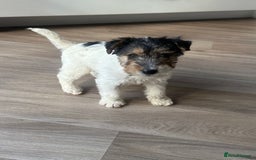 Fox Terrier dogs for sale: Fox Terrier puppies for sale - 07704995261 - Image 23