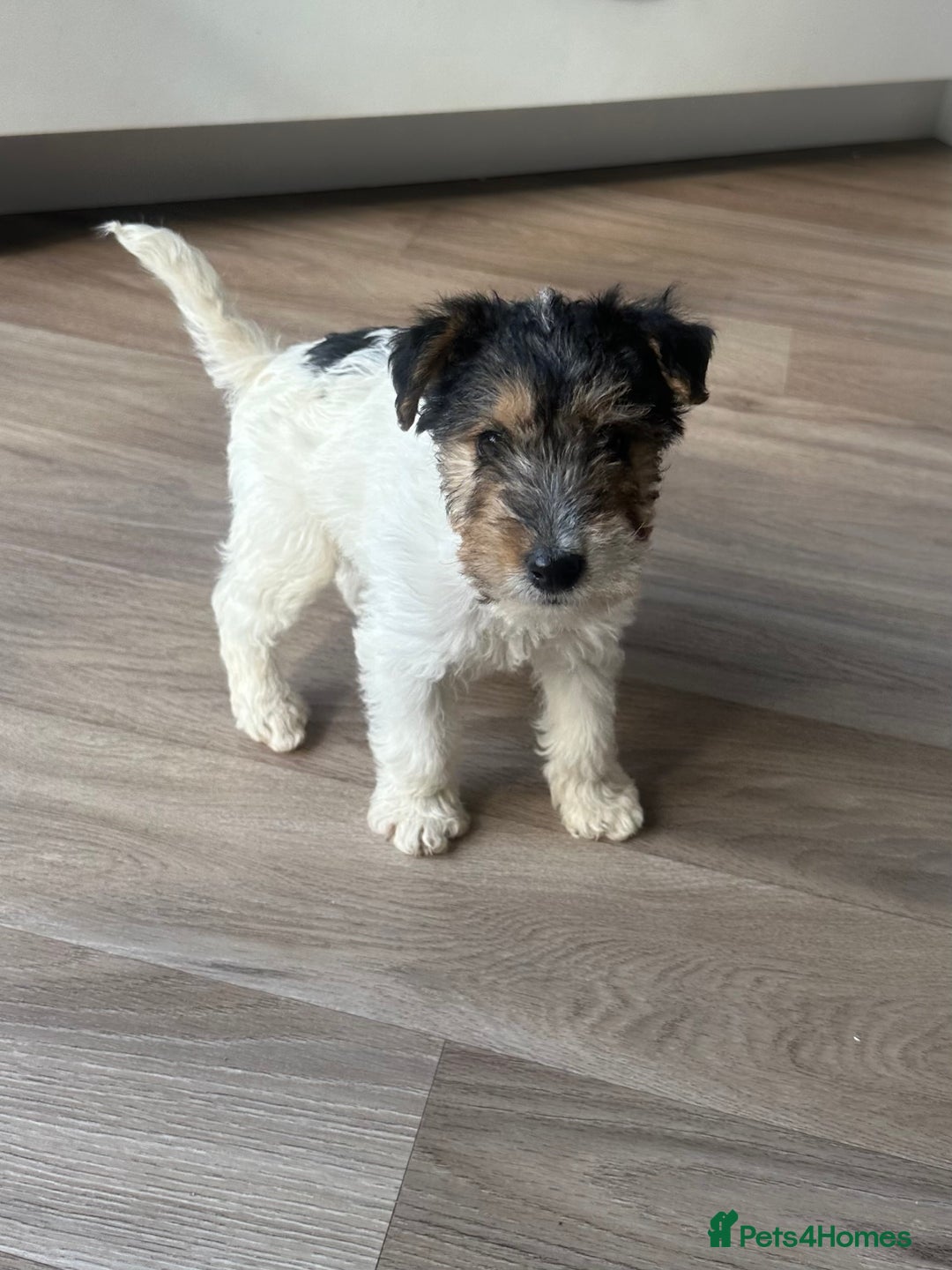 Fox Terrier dogs for sale: Fox Terrier puppies for sale - 07704995261 - Image 23