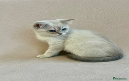 British Shorthair cats for sale: PUREBRED BSH KITTENS SOLD - Image 6