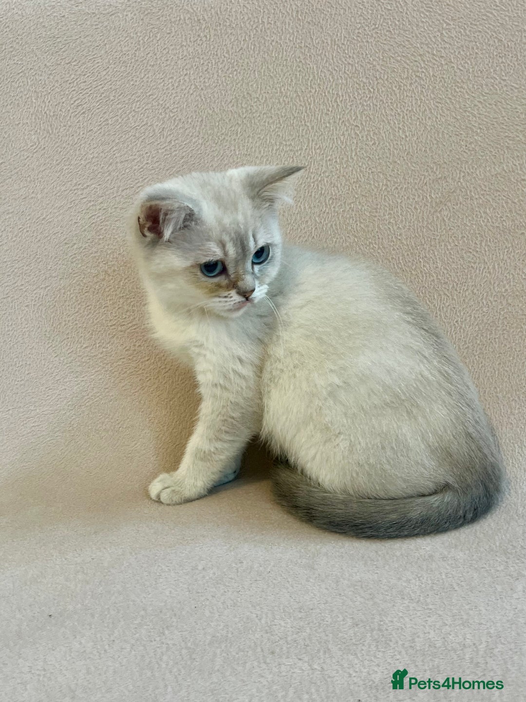 British Shorthair cats for sale: PUREBRED BSH KITTENS SOLD - Image 6