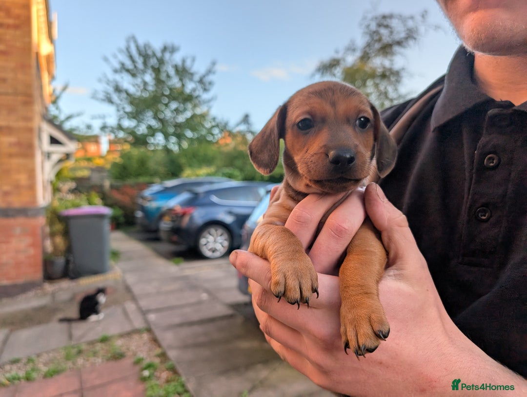 Dachshund dogs for sale: Daschund Puppies for sale  - Image 6