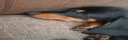 Dachshund dogs for sale: Miniature dachshund  - Advert 5