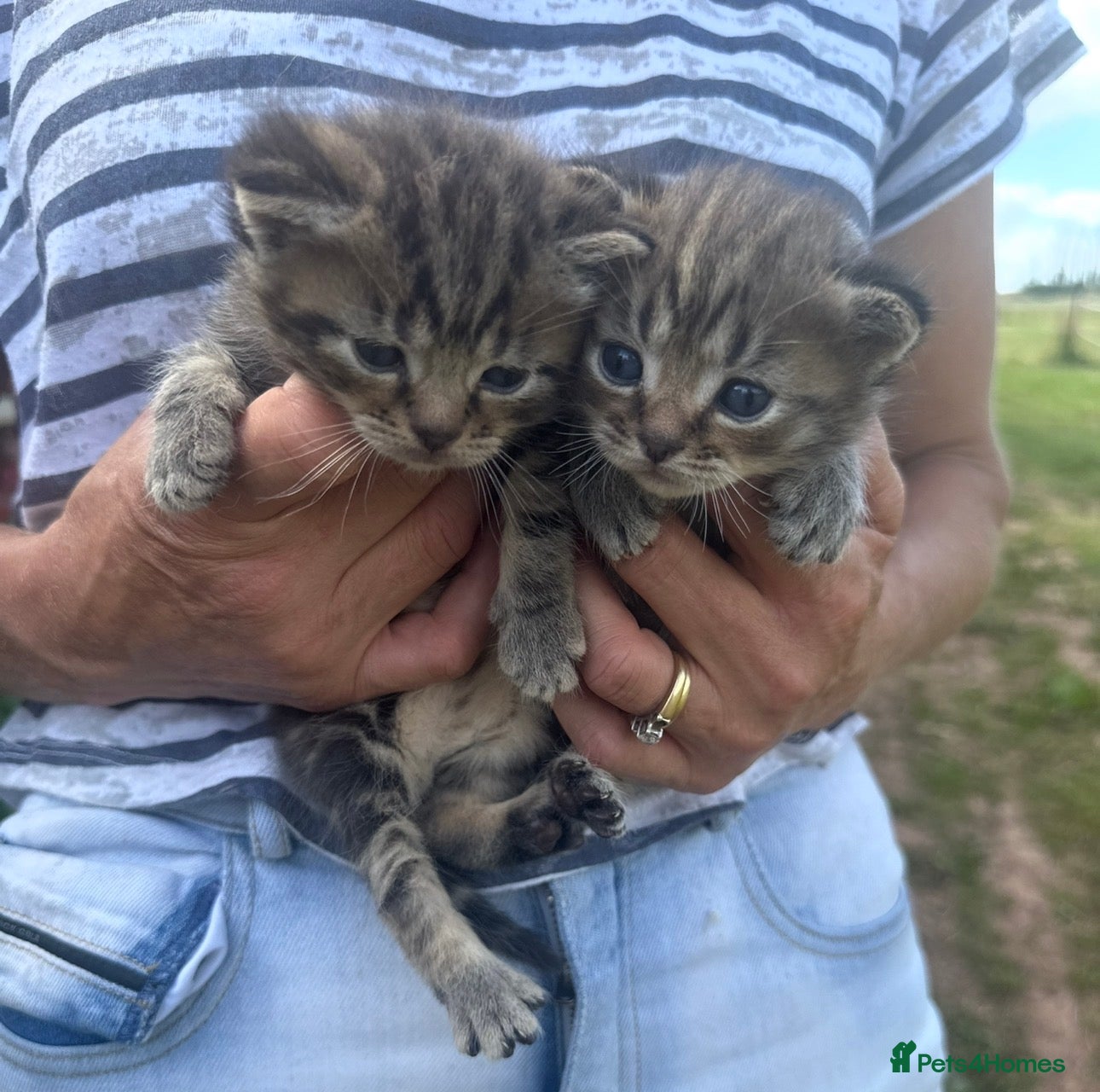 British Shorthair cats Stunning kittens for sale  - Advert 14