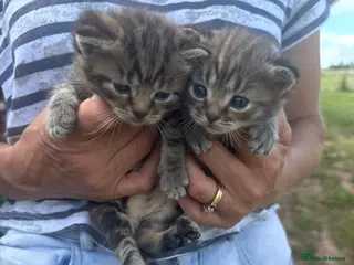 British Shorthair cats Stunning kittens for sale - Advert 14